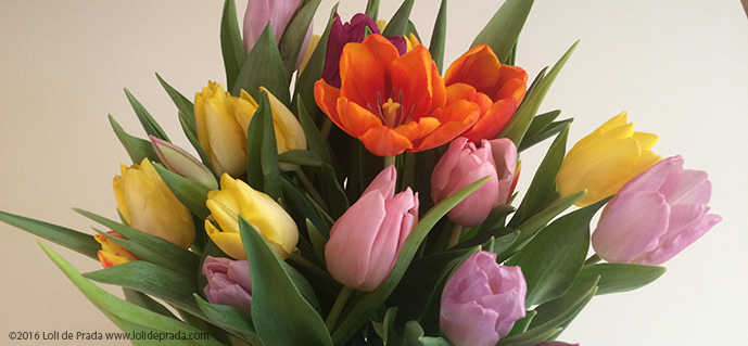 tulipanespeq