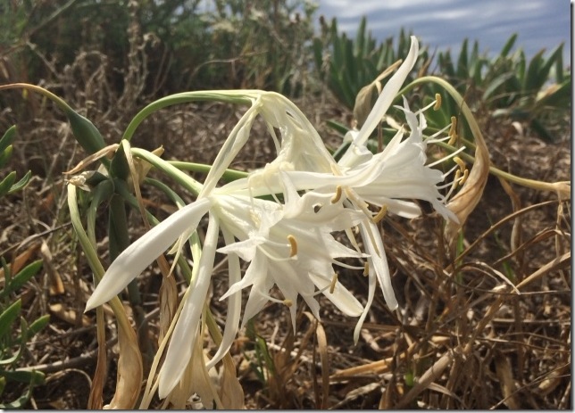 flores_de_las_dunas_gava