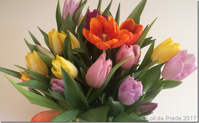 tulipanes tulipanes